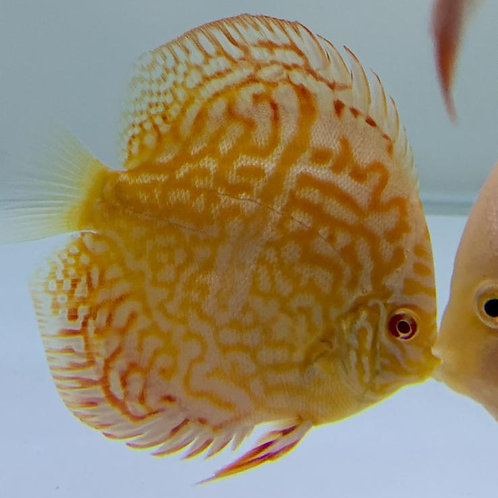Albino Heckel Royal