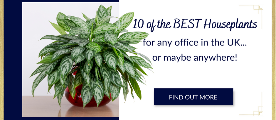 10 of the BEST Houseplants for Any Office Environments in the UK or maybe anywhere!