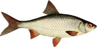 toppng.com-fish-650x321.png