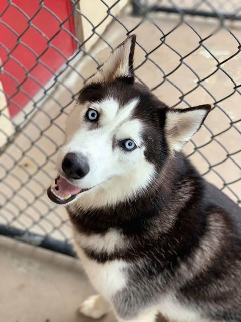 Bark Avenue Pet Resort