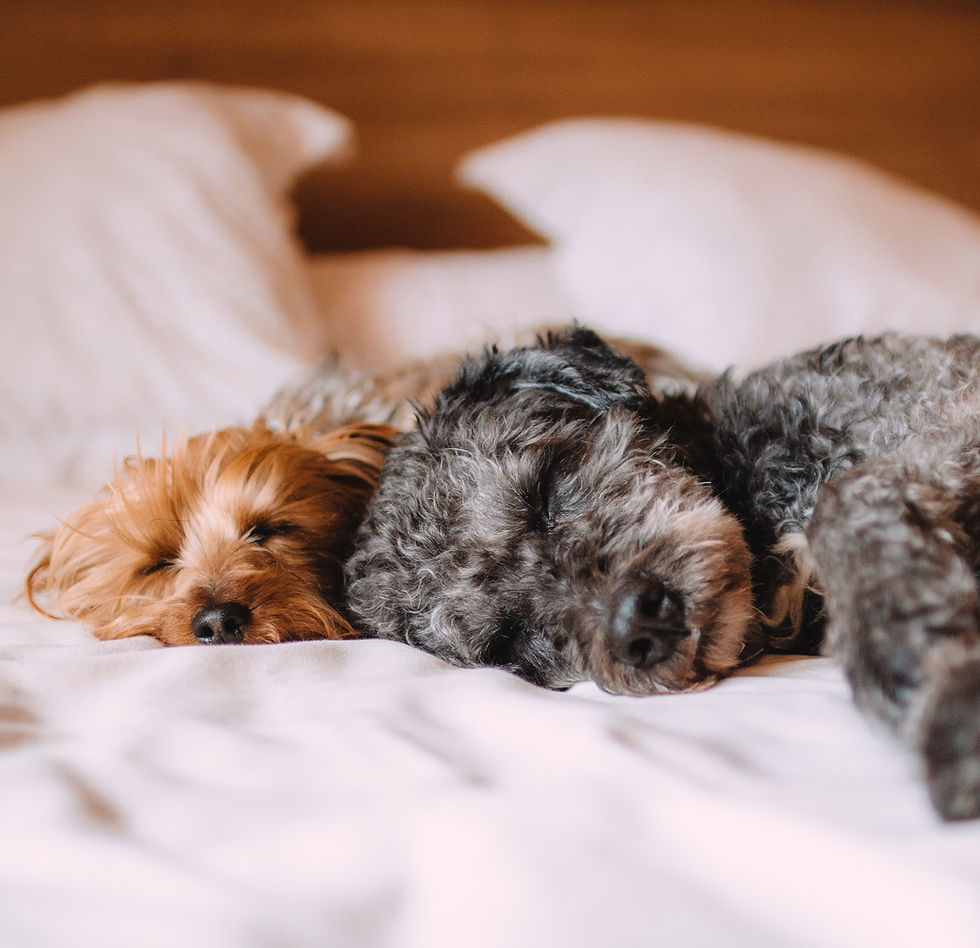 Schlafende Hunde