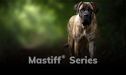 mastiff.jpg