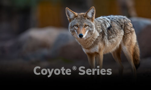 coyote1A.jpg