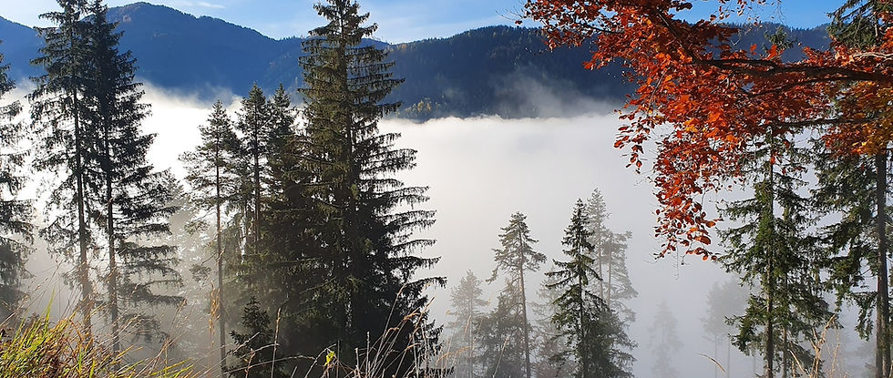Der Nebel lichtet sich im Coaching