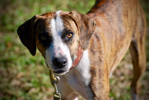 BlackFoot Dog Training Located in Hemingway SC. All breed pet & manners basic obedience, Competition level obedience training. AKC breeder of Merit award winning Labrador Retrievers. 