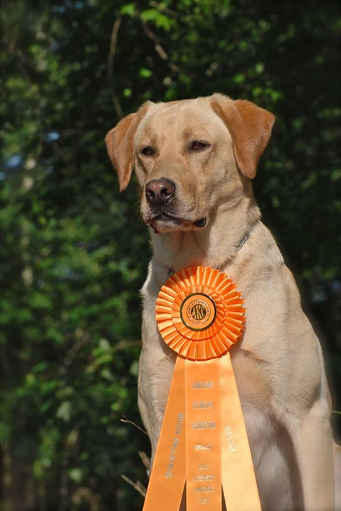 BlackFoot Dog Training Located in Hemingway SC. All breed pet & manners basic obedience, Competition level obedience training. AKC breeder of Merit award winning Labrador Retrievers. 