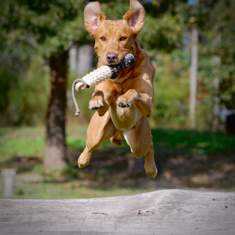 BlackFoot Dog Training Located in Hemingway SC. All breed pet & manners basic obedience, Competition level obedience training. AKC breeder of Merit award winning Labrador Retrievers. 