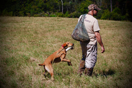 BlackFoot Dog Training Located in Hemingway SC. All breed pet & manners basic obedience, Competition level obedience training. AKC breeder of Merit award winning Labrador Retrievers. 