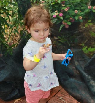 Taylor Conservatory & Botanical Gardens Butterfly Day