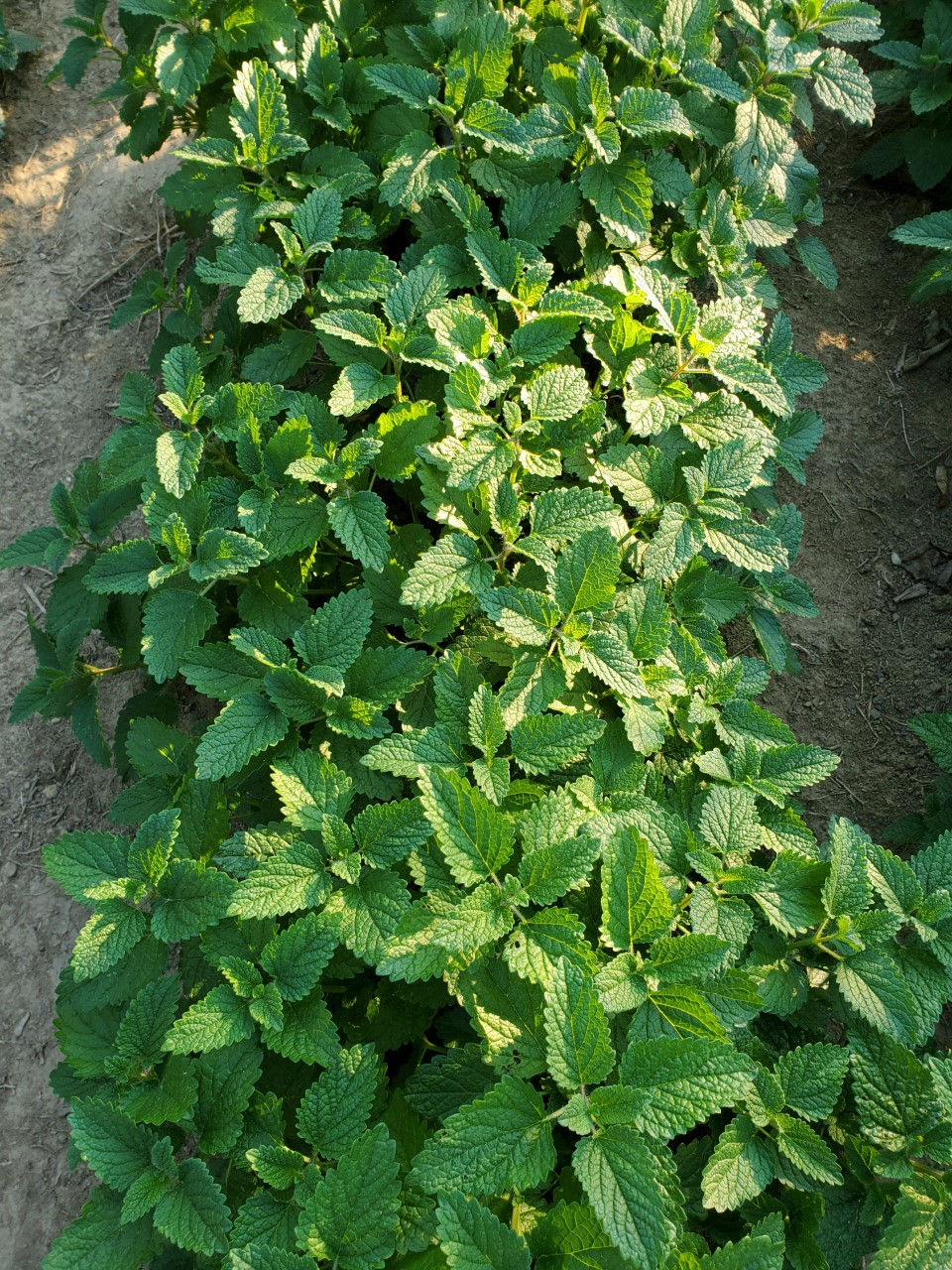 Thumbnail: Lemon Balm (Melissa officinalis) dried leaf - 4 oz