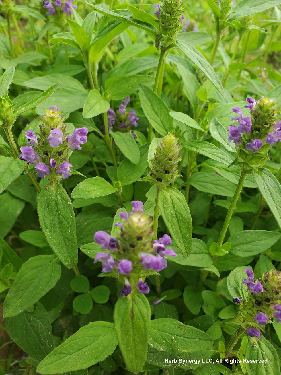 Thumbnail: Self-heal (Prunella vulgaris) Dried Aerial Parts - 4 oz