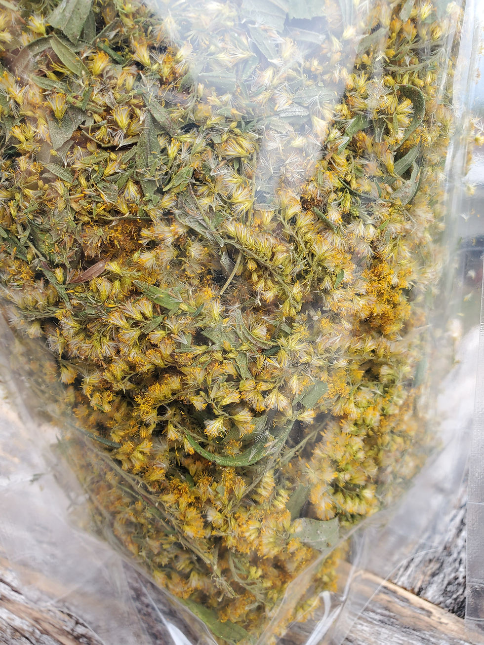 Thumbnail: Goldenrod (Solidago Spp.) dried aerials- 2 oz