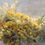 Thumbnail: Goldenrod (Solidago Spp.) dried aerials- 2 oz