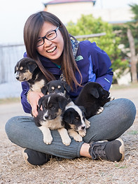 HSH, Home Street Home, Nepal, Dog overpopulation, Stray dogs, TNR, 尼泊爾流浪狗, 捕捉絕育放回, 義工, volunteer
