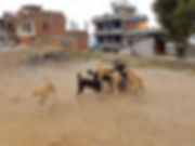 HSH, Home Street Home, Nepal, Dog overpopulation, Stray dogs, TNR, 尼泊爾流浪狗, 捕捉絕育放回, 義工, volunteer