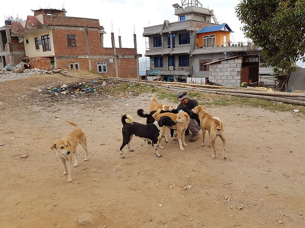 HSH, Home Street Home, Nepal, Dog overpopulation, Stray dogs, TNR, 尼泊爾流浪狗, 捕捉絕育放回, 義工, volunteer