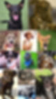 dogscollage.jpg