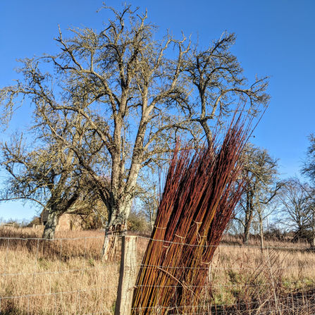 Wobage Farm Craft Workshops Maker Gallery Herefordshire art artist Mick Sheila Casson pottery potter clay woodwork willow barn exhibition perry orchard willow bundle harvest bed growing grown pear tree