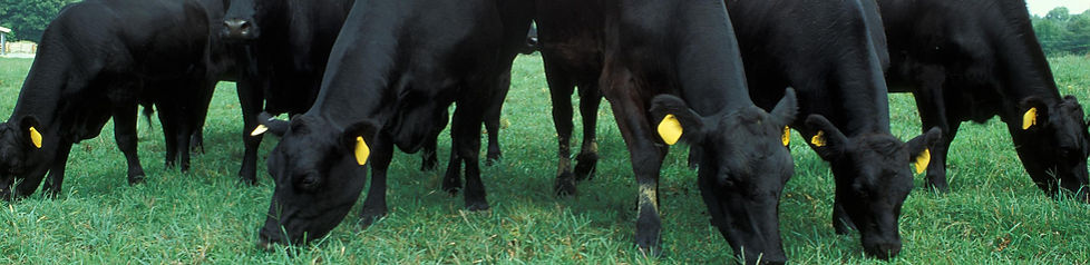 Cattle on pasture