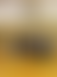 Kaneohe Champions belongs in Makiki