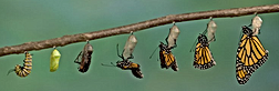 Wandel - Transformation