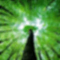 Nature_LOcom.jpg