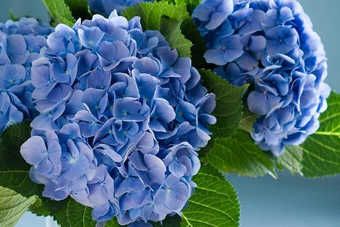 Nikko_Blue_Hydrangea_2_FGT_650x.jpg