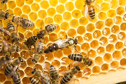 QueenBee_1600x.webp