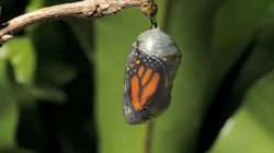 Monarch butterfly emerging time lapse0033