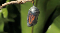 Monarch butterfly emerging time lapse0024