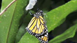 Monarch butterfly emerging time lapse0089