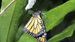 Monarch butterfly emerging time lapse0103
