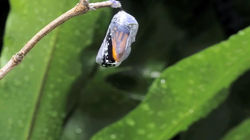 Monarch butterfly emerging time lapse0041