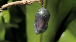 Monarch butterfly emerging time lapse0016