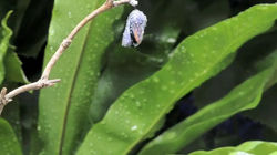 Monarch butterfly emerging time lapse0054