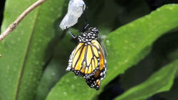 Monarch butterfly emerging time lapse0081