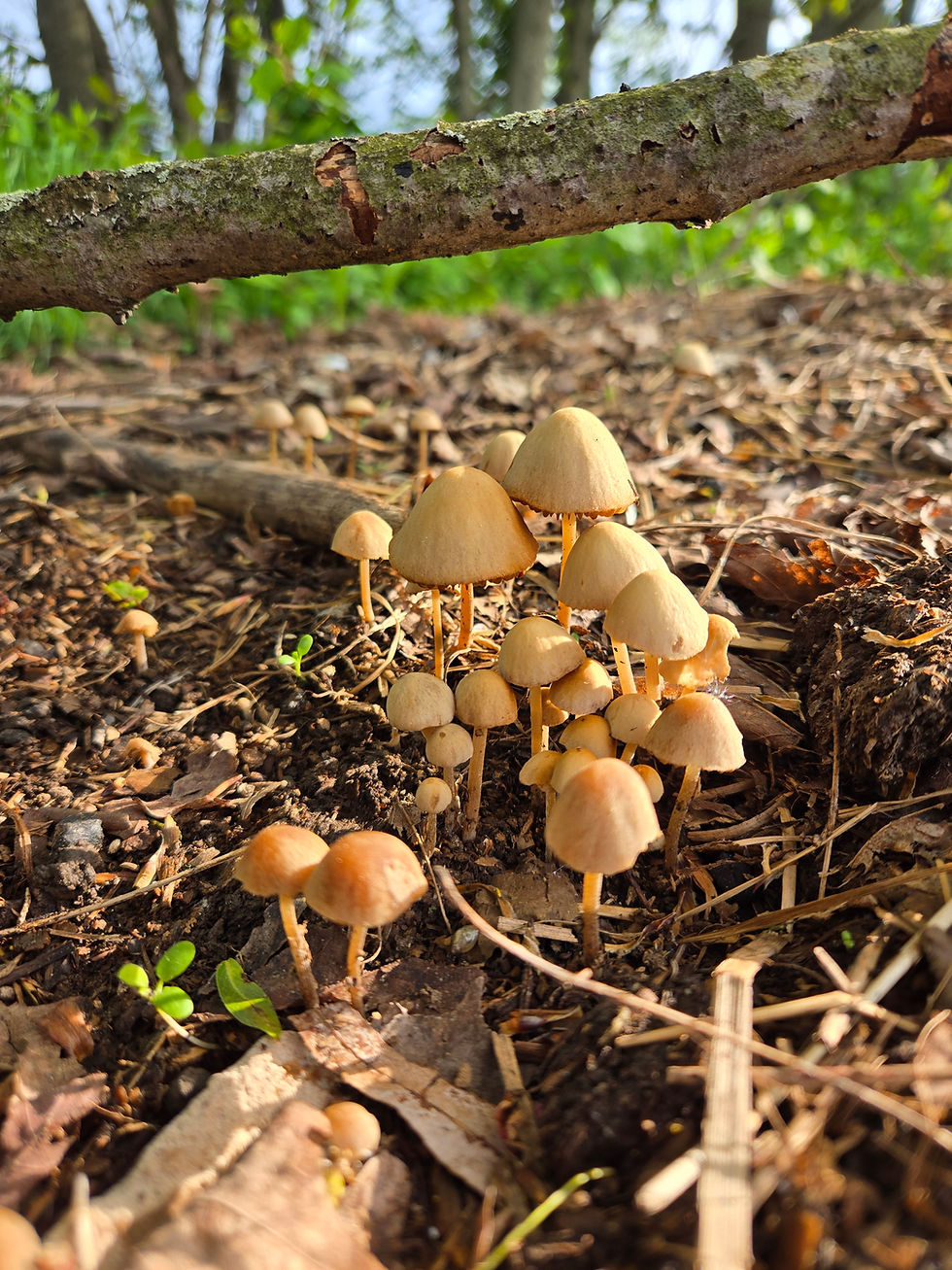 Mycelium and Grit: What Pennsylvania’s Forests Teach Us About Ecological Grief and Community Resilience