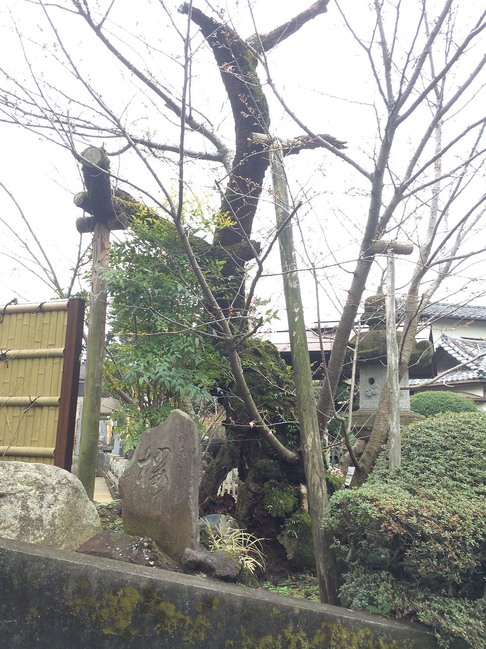 清岸寺のサクラ