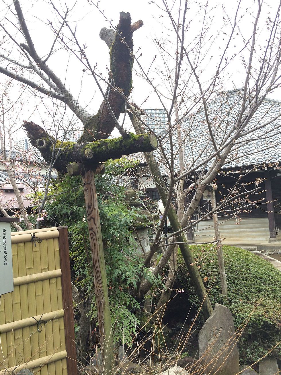 清岸寺のサクラ