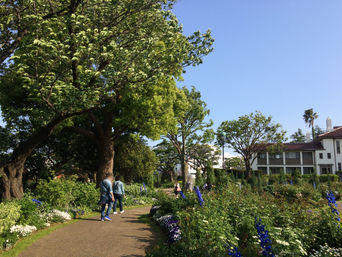 横浜で巨木巡り&散歩