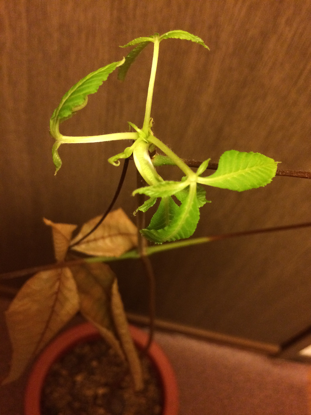 トチノキ 元気でた