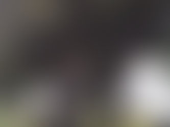 巨木を目当てに文京区を散歩