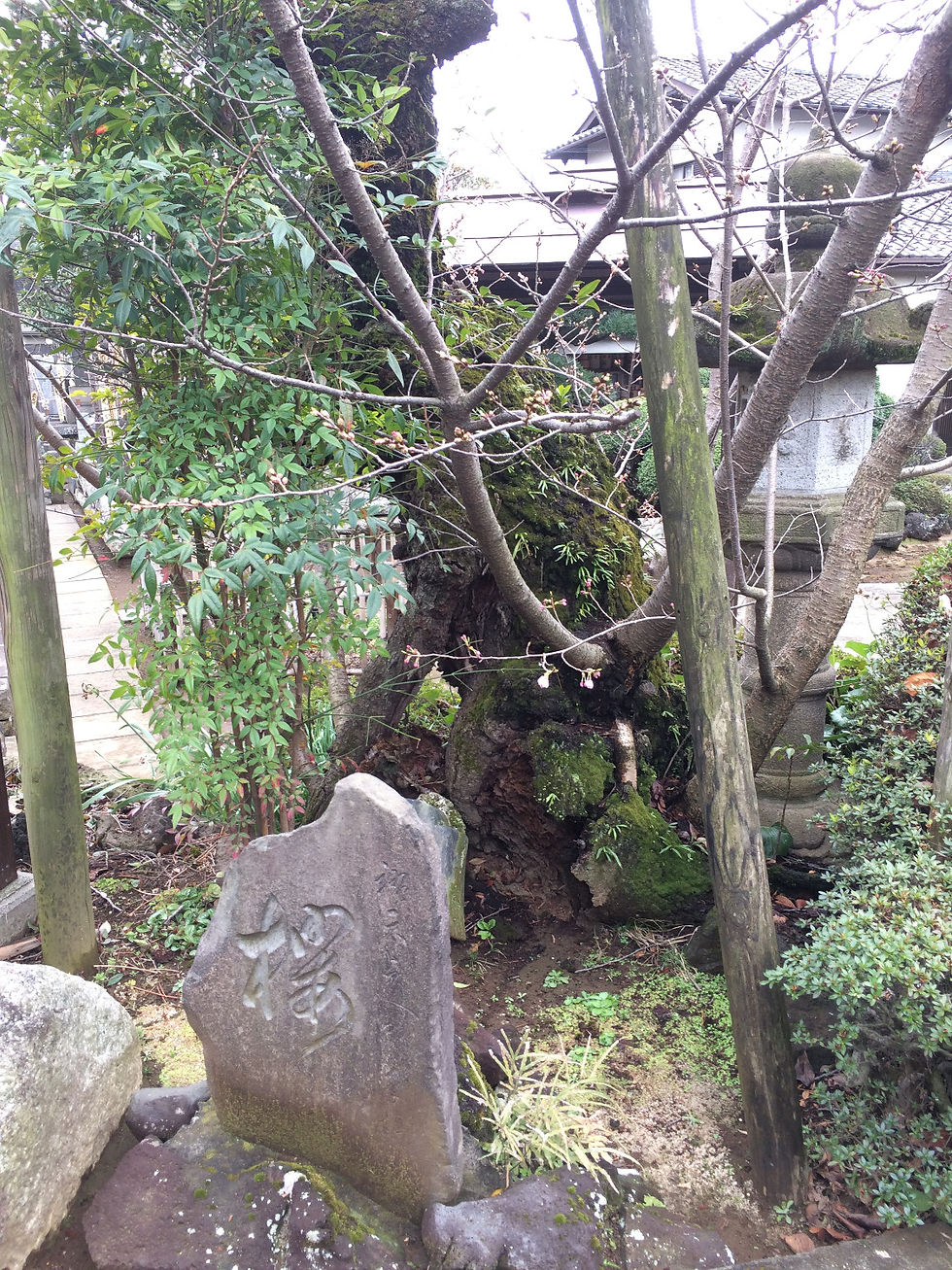 清岸寺のサクラ