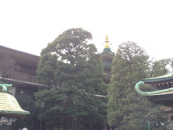 川崎の巨樹巡り(クスノキとイチョウ)