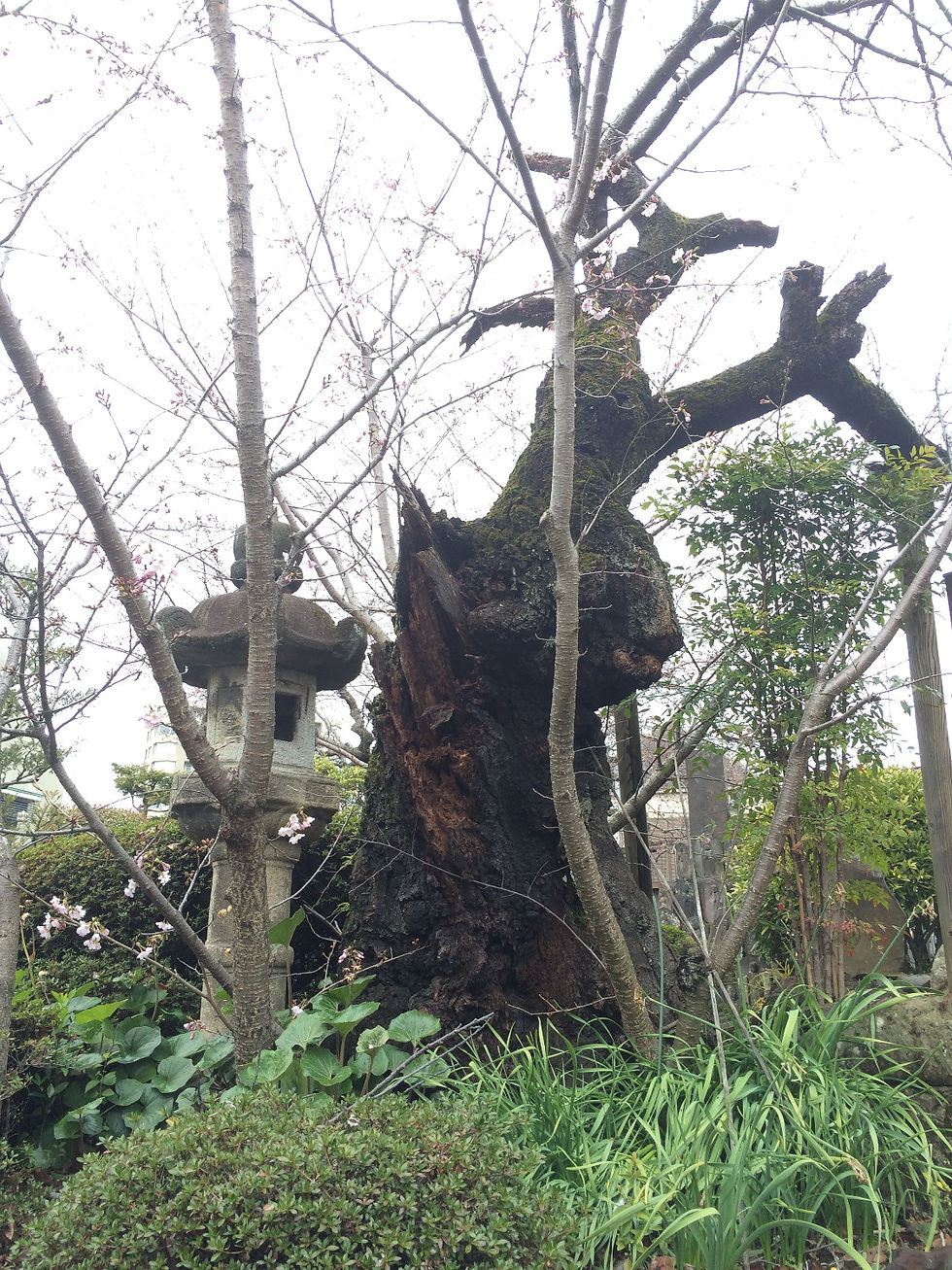 清岸寺のサクラ