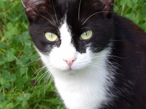 MON CHAT EST UN SERIAL KILLER : le dilemme éthique face à l’instinct animal