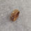 Thumbnail: Sea Grape Wood