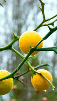 원료리서치: 탱자 (Poncirus trifoliata): 가시 속에 숨겨진 전통과 현대