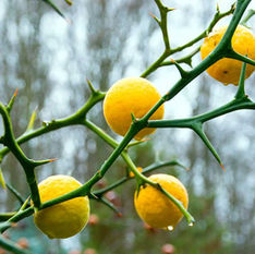 원료리서치: 탱자 (Poncirus trifoliata): 가시 속에 숨겨진 전통과 현대