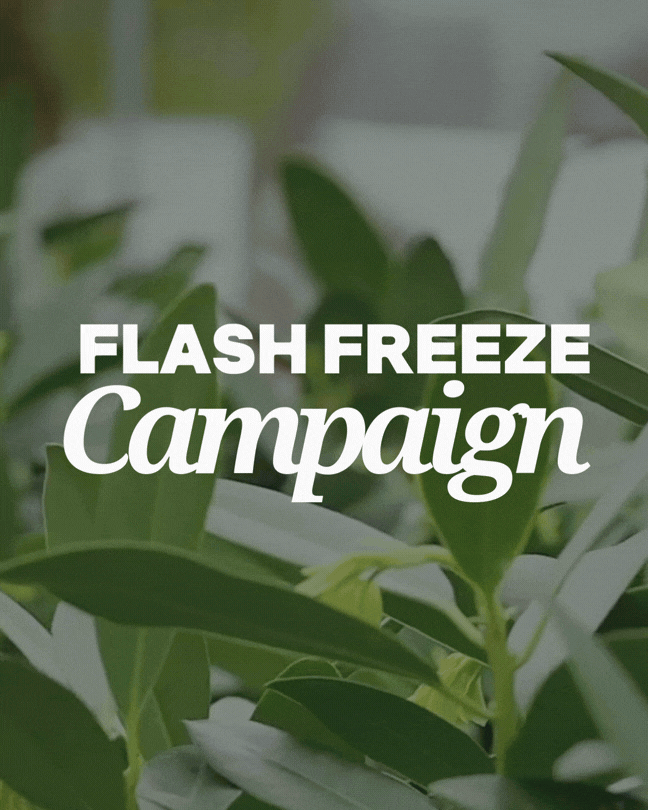 Flash Freeze Campaign (1).gif
